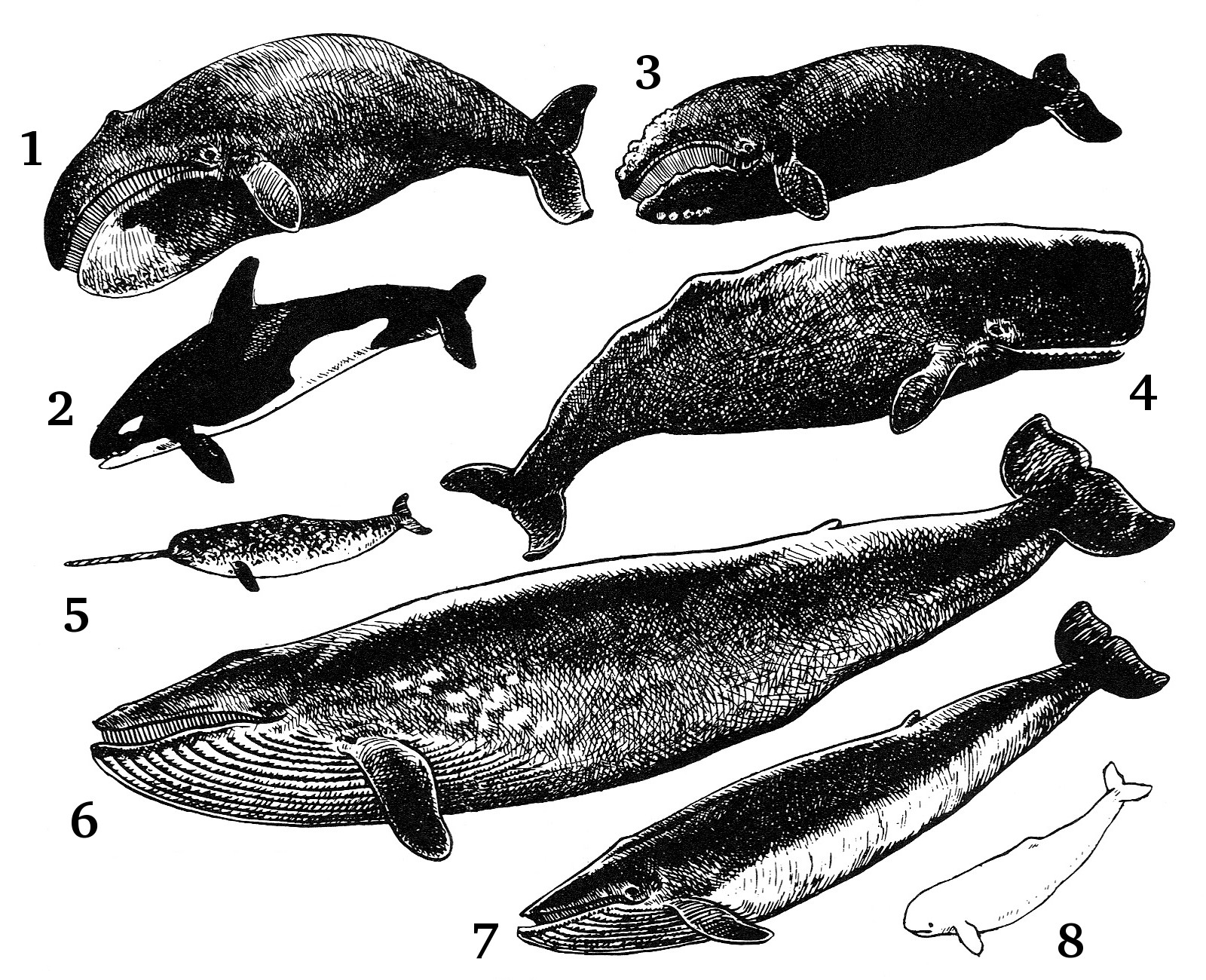 Cetaceos