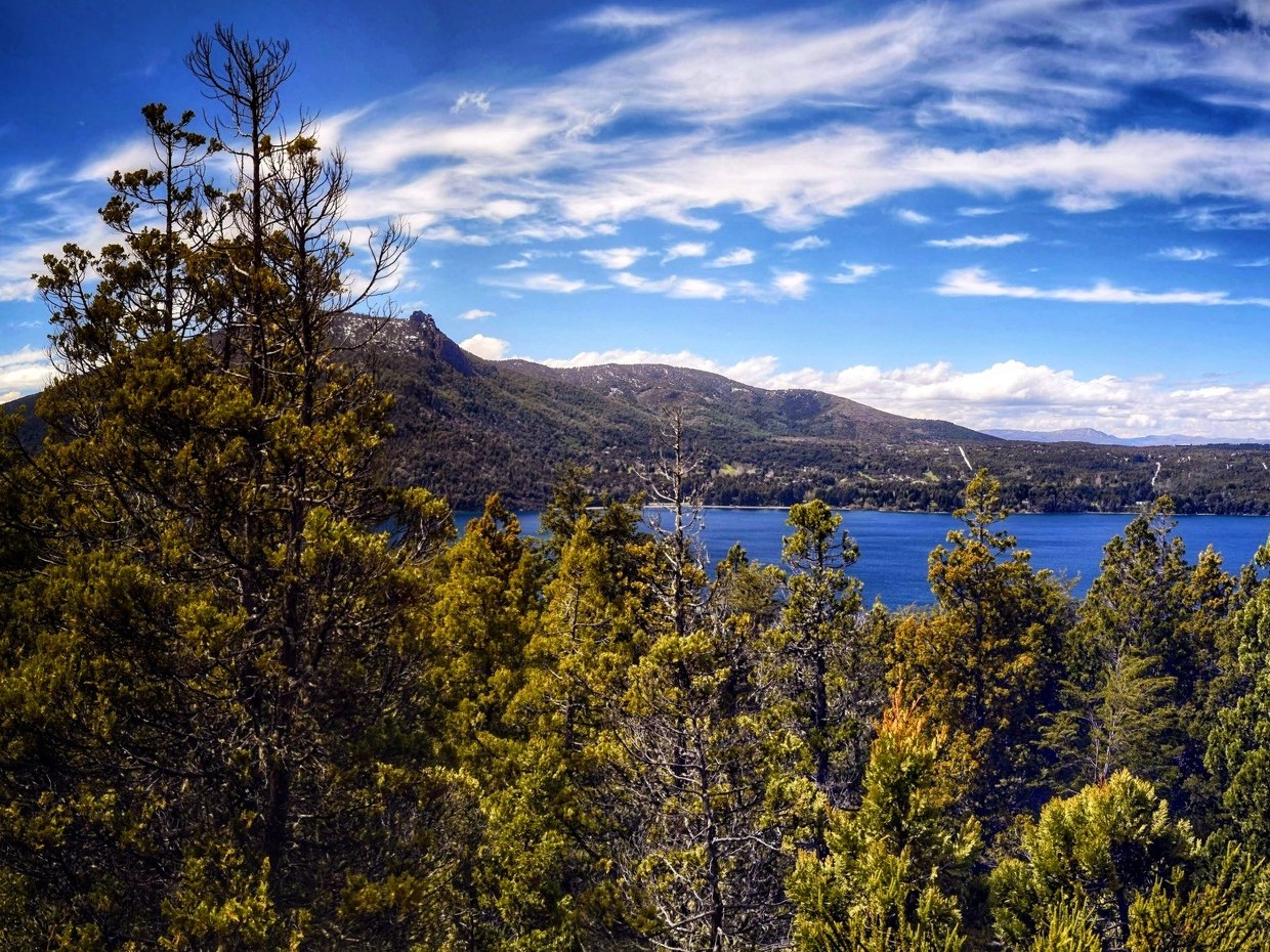 Árboles de Bariloche