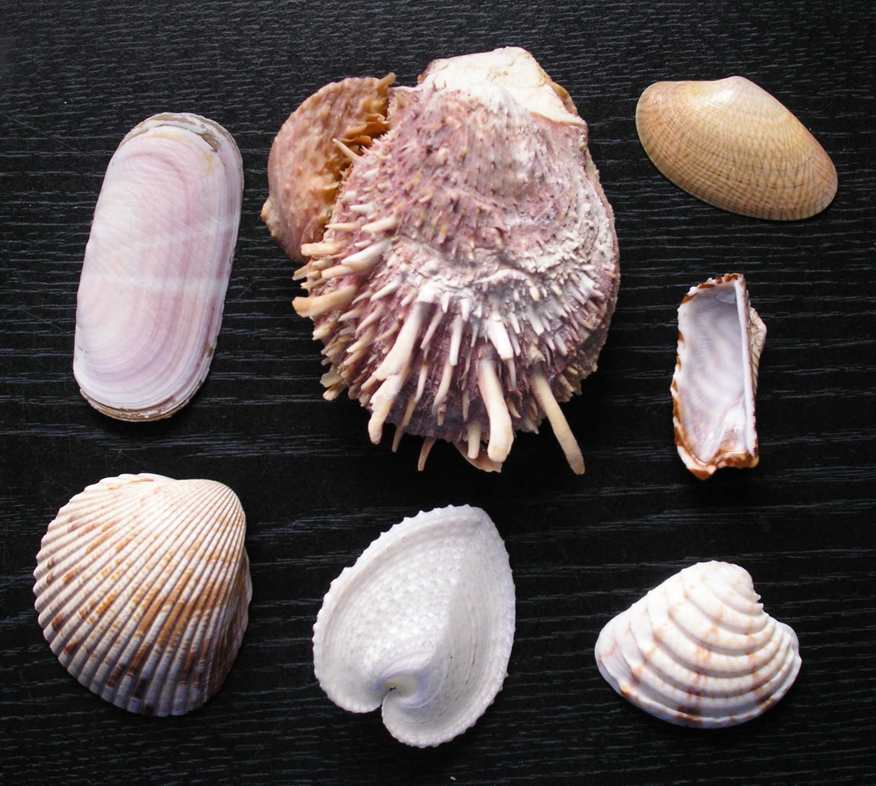 moluscos